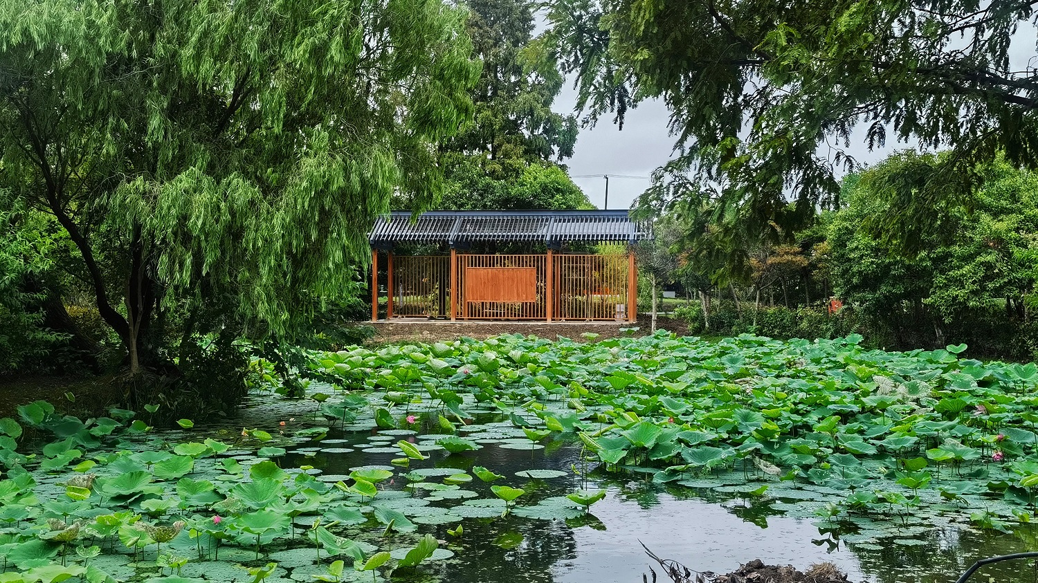 02半岛听荷02 (1).jpg