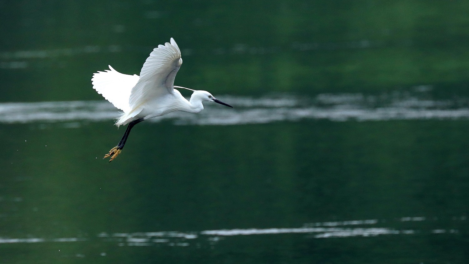 05鹭序鸳行01 (1).jpg